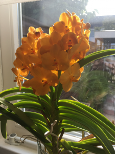 oranje orchidee
